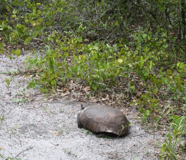 Be Free, Mr. Tortoise!