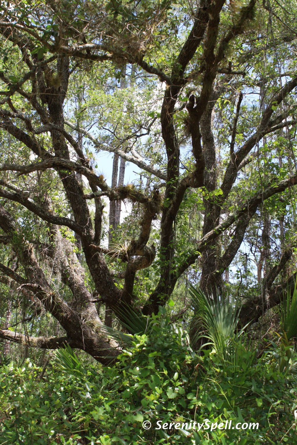 Lovely Live Oak of the Florida Trail Extension (Jonathan Dickinson Trail)
