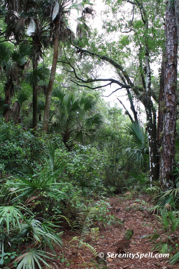 Path, Florida Trail Extension (Jonathan Dickinson Trail)