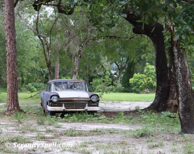 A Lovely Vintage Along the Florida Trail Extension (Jonathan Dickinson Trail)