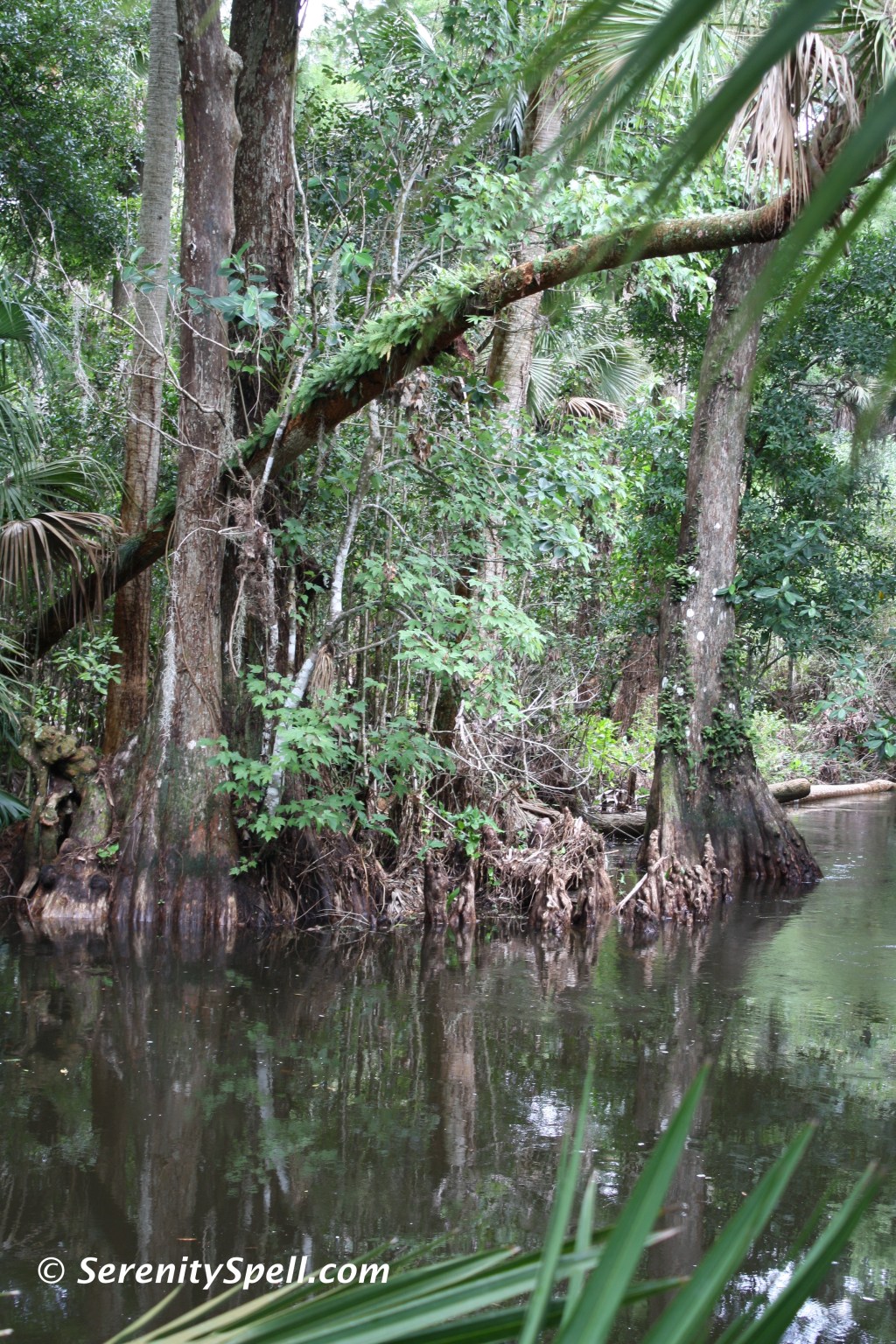 Watering Hole, Florida Trail Extension (Jonathan Dickinson Trail)