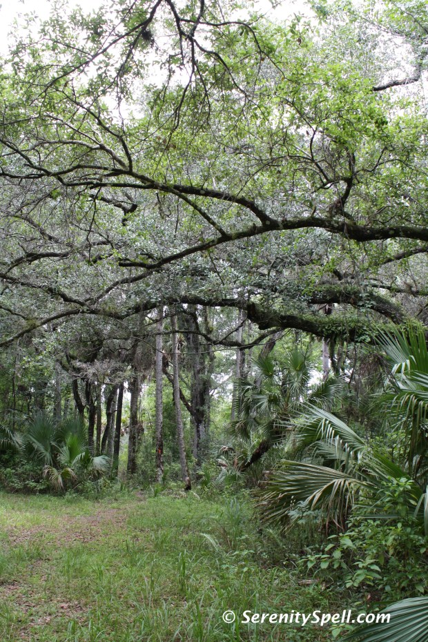 Sheltered by the Trees Along the Florida Trail Extension (Jonathan Dickinson Trail)