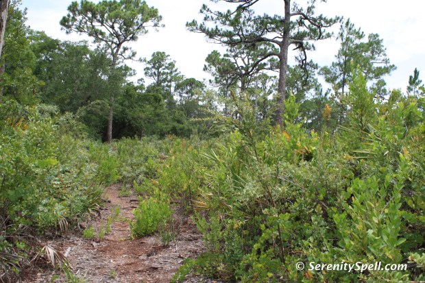Opening to Prairie (and Sun), Florida Trail Extension (Jonathan Dickinson Trail)