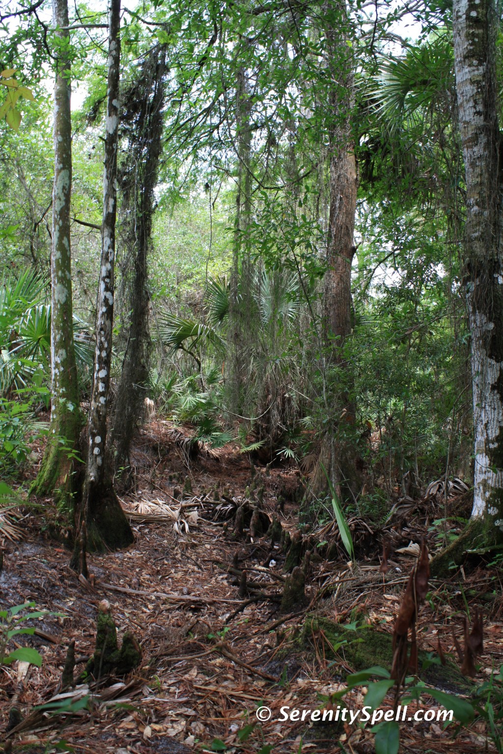 Dry Swamp Scene Along the Florida Trail Extension (Jonathan Dickinson Trail)