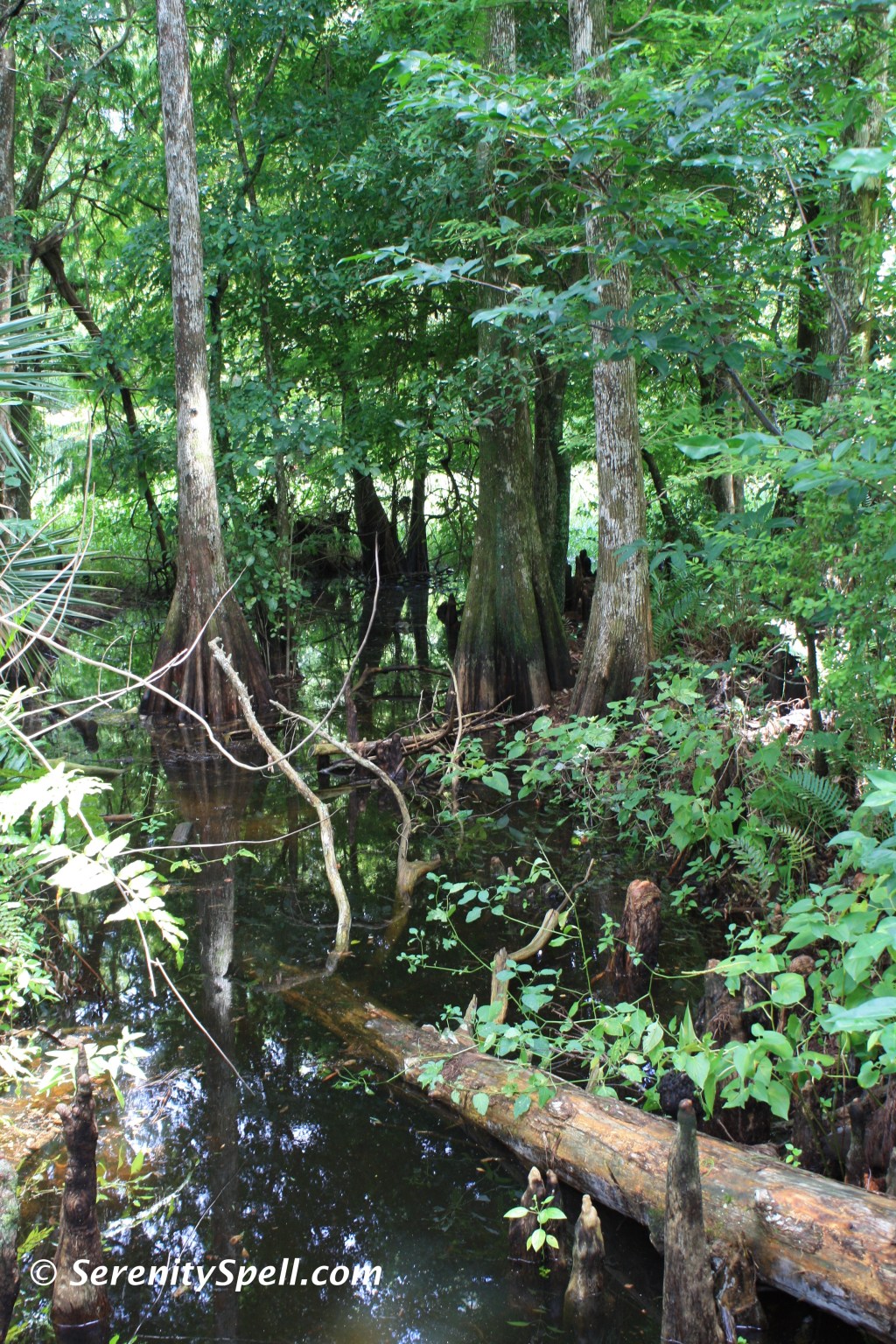 Watering Hole, Florida Trail Extension (Jonathan Dickinson Trail)