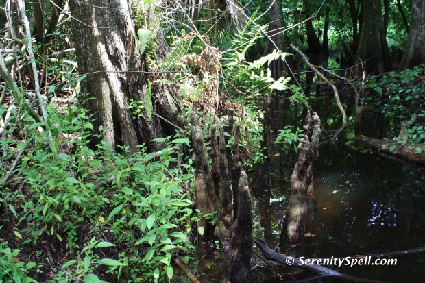 Watering Hole, Florida Trail Extension (Jonathan Dickinson Trail)