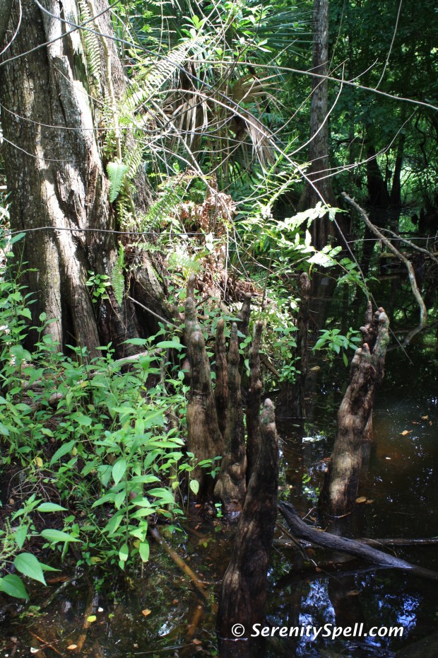 Cypress at the Watering Hole, Florida Trail Extension (Jonathan Dickinson Trail)