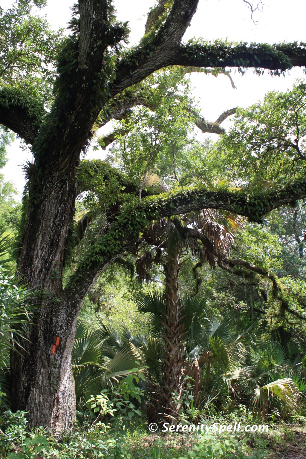 Canopy Trees and Live Oak Along the Florida Trail Extension (Jonathan Dickinson Trail)