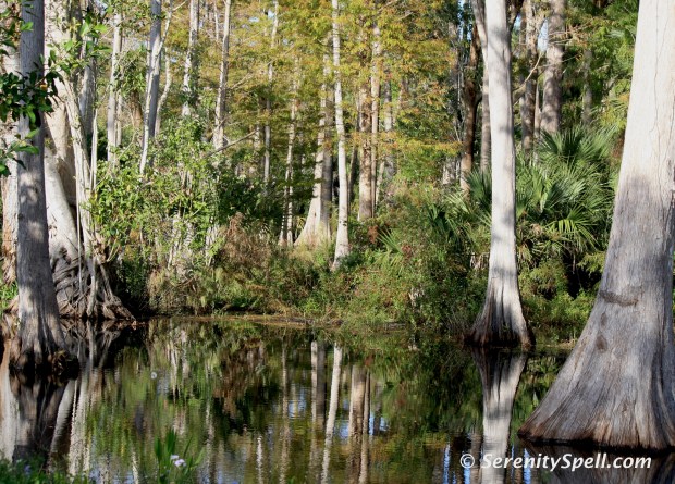 Cypress Swamp, Riverbend Park