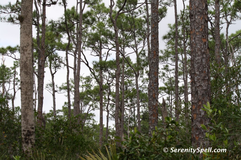 Slash Pines and Flatwoods, Florida Trail Extension (Jonathan Dickinson Trail)