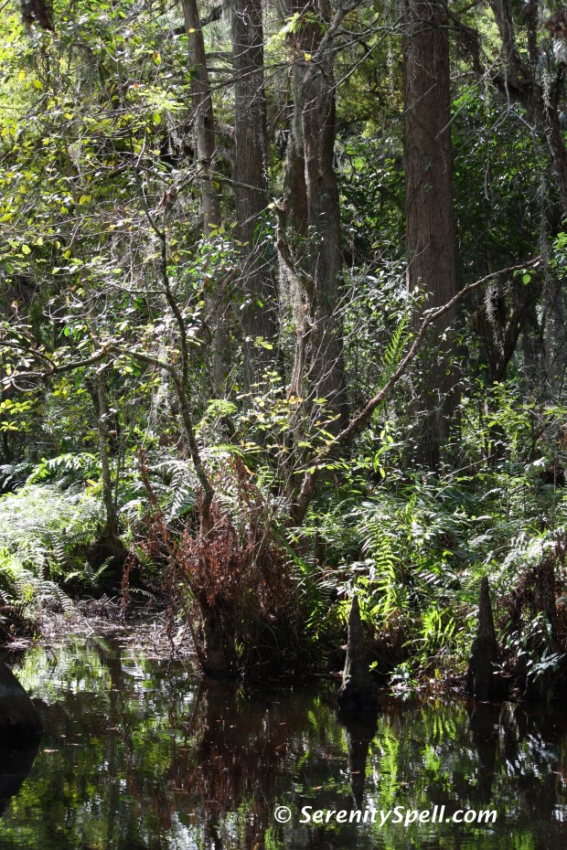 Watering Hole, Florida Trail Extension (Jonathan Dickinson Trail)