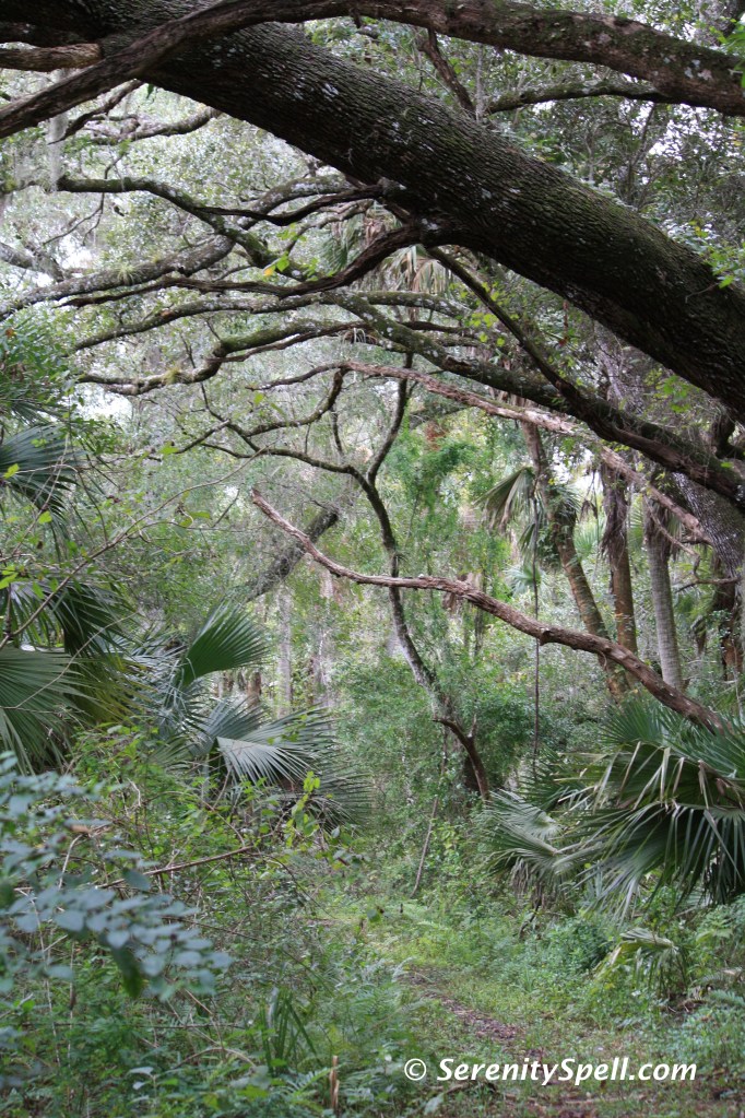 Florida Trail Extension (Jonathan Dickinson Trail)