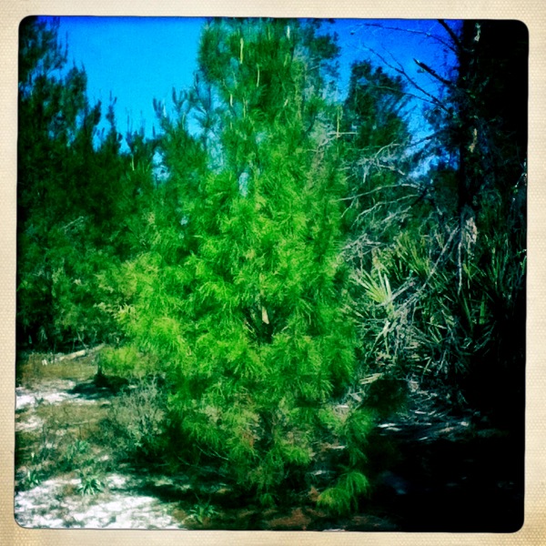 Pines, Bluefield Ranch