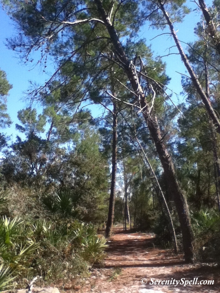Hiking Trail Trees, Bluefield Ranch