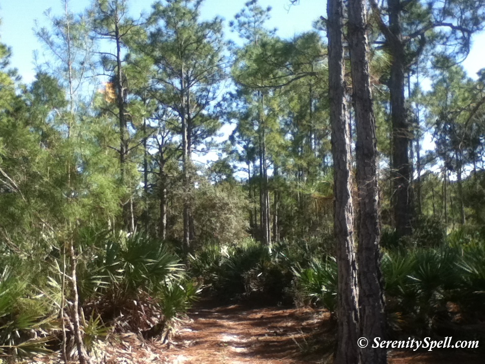 Dense Flatwoods, Bluefield Ranch
