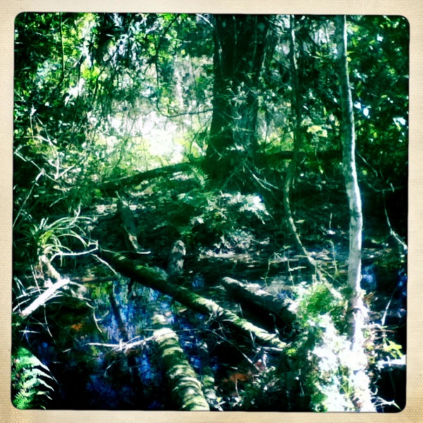 Swamp, Bluefield Ranch