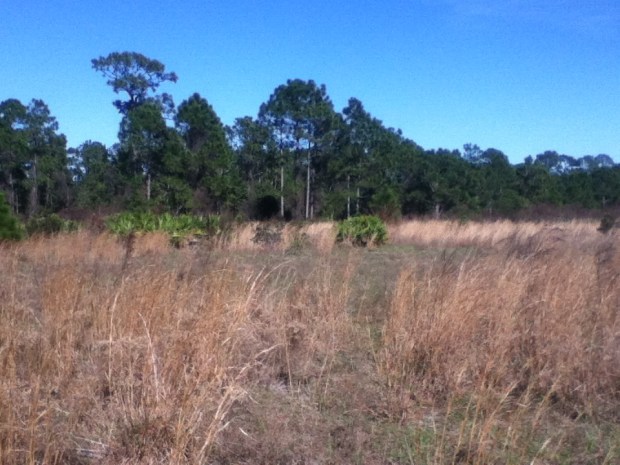 Prairie Hammock, Bluefield Ranch