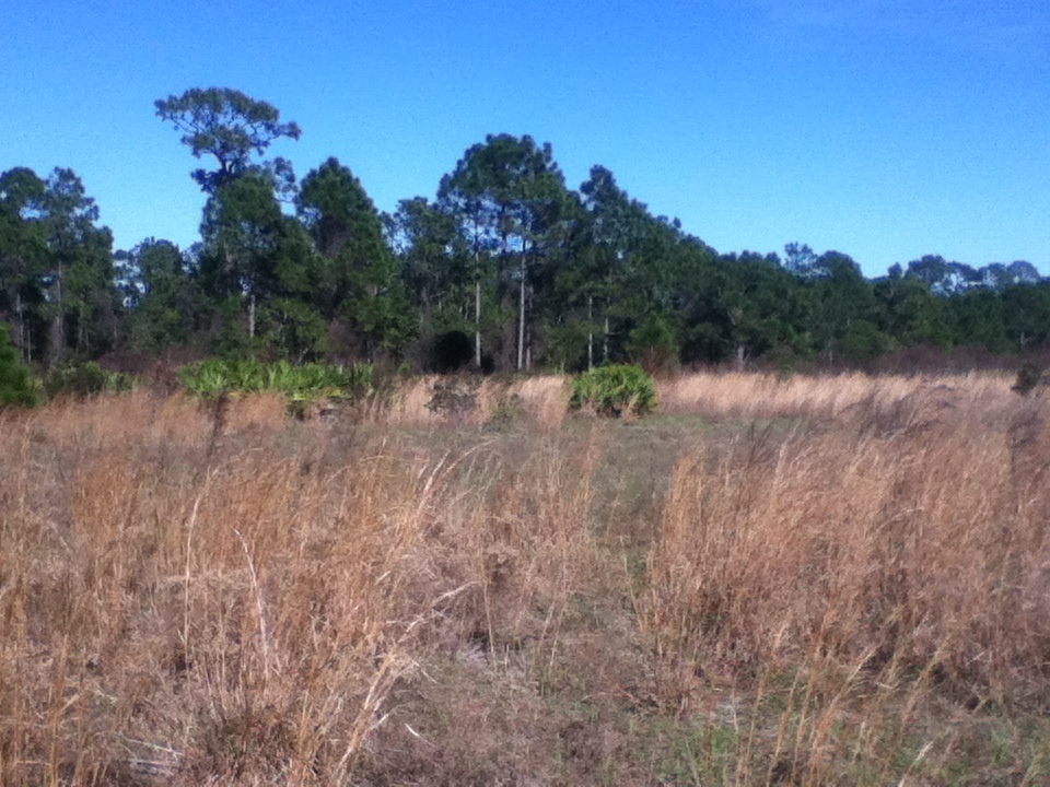 Prairie Hammock, Bluefield Ranch