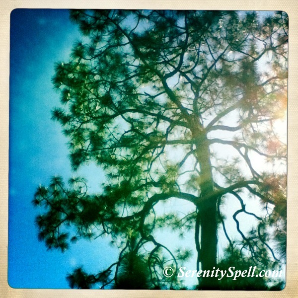 Slash Pine, Bluefield Ranch