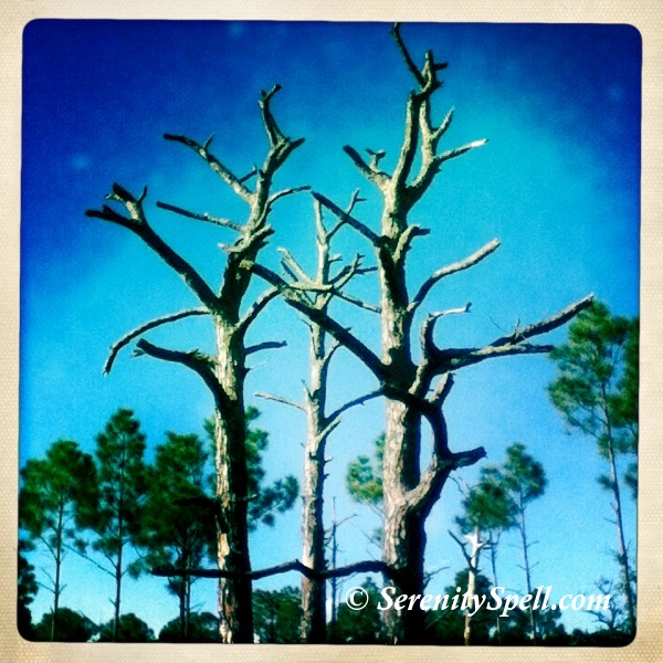 Burned Slash Pines, Bluefield Ranch