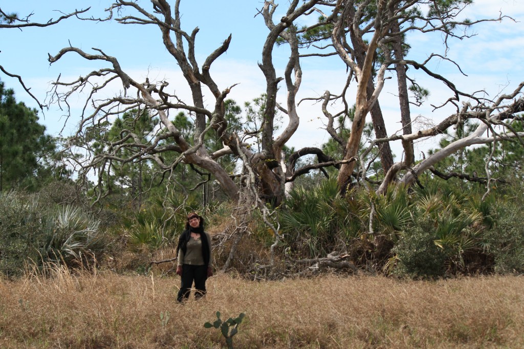 Lovely Old Tree, Bluefield Ranch
