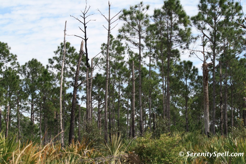Flatwoods, Bluefield Ranch