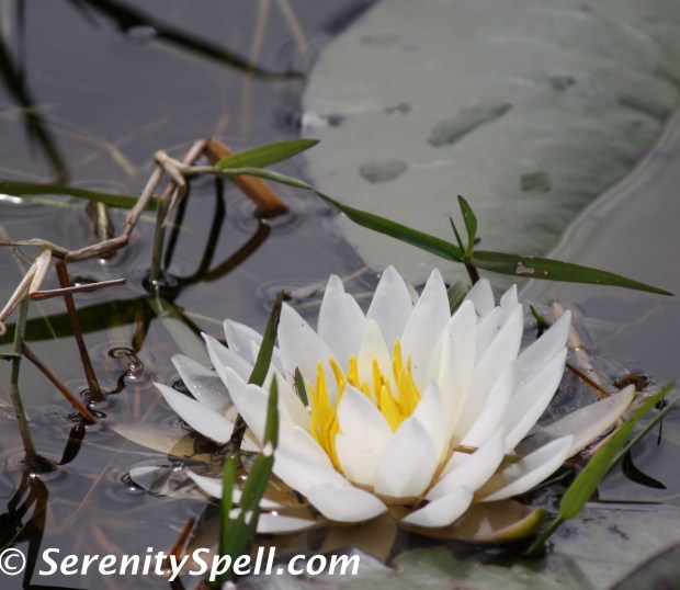 Water Flower, Savannas Preserve State Park, FL