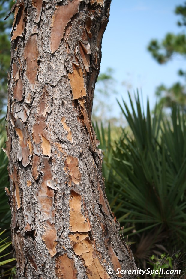 Slash Pine Bark, Savannas Preserve State Park, FL