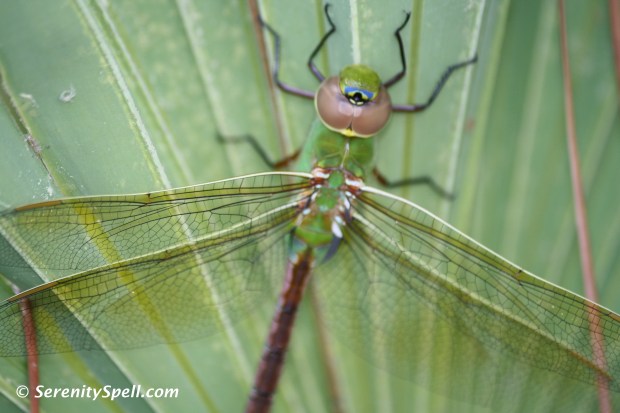 Green-on-Green Dragonfly, Savannas Preserve State Park, FL