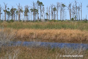 Marshes and Pines at Savannas Preserve State Park, FL
