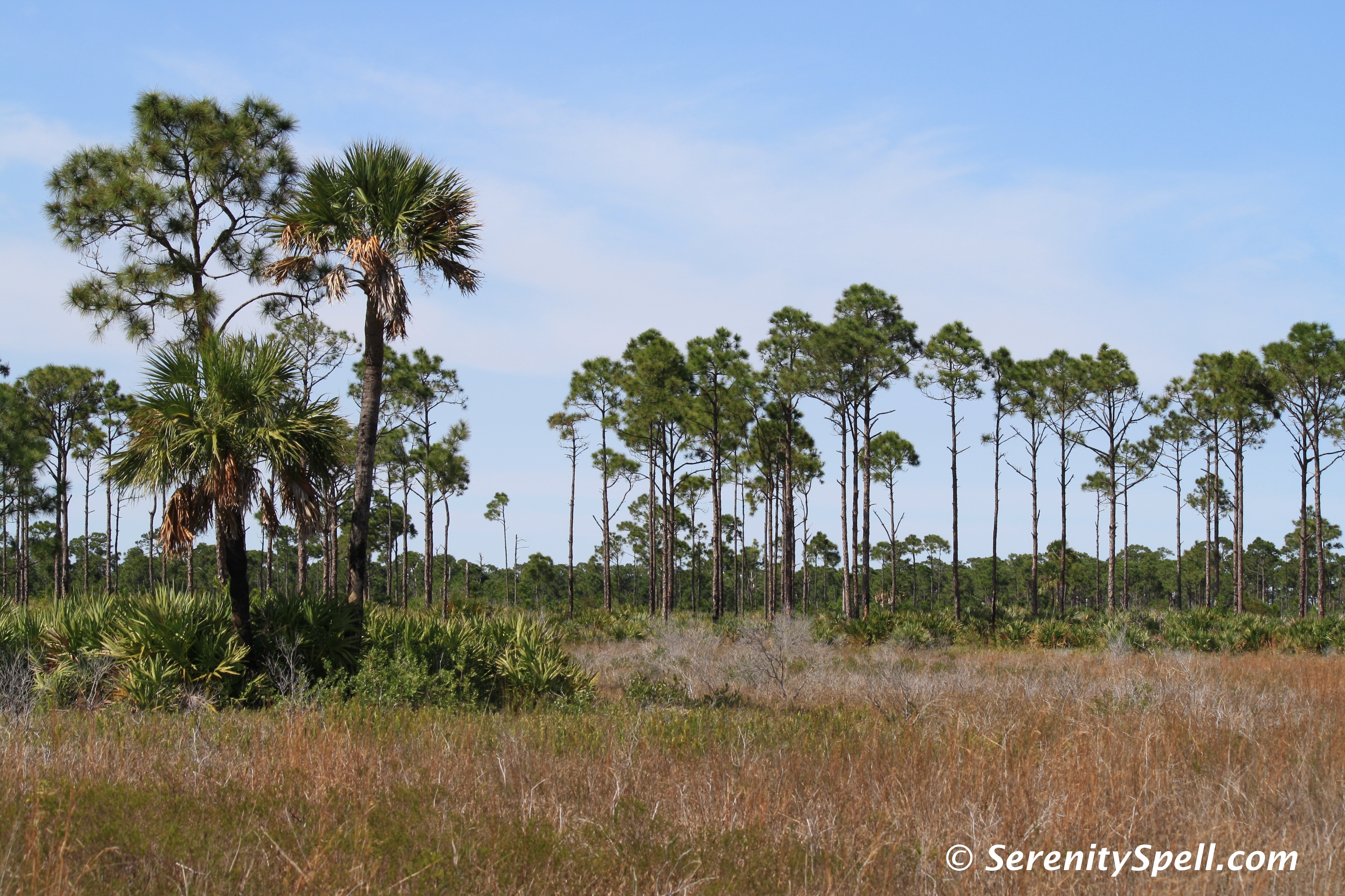 Marshes and Pines at Savannas Preserve State Park, FL