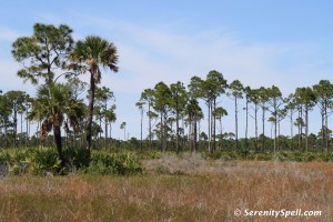 Marshes and Pines at Savannas Preserve State Park, FL