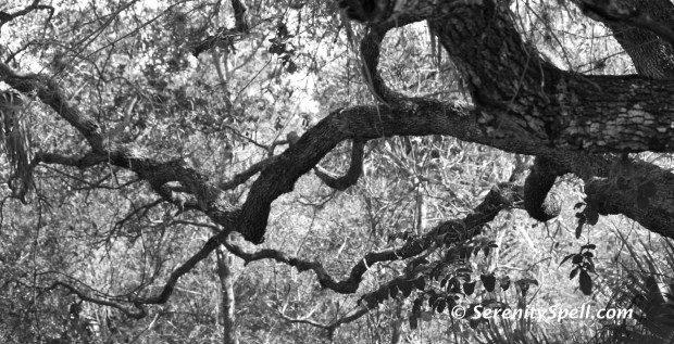 Live Oak on the Hawk's Bluff Trail, Savannas Preserve State Park, FL