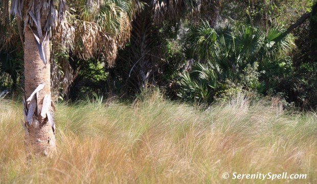 Palm and Savannas, Savannas Preserve State Park, FL