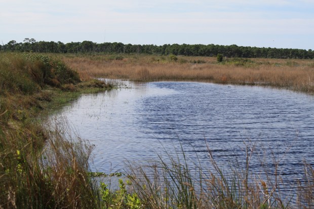 Water's Edge, Hawk's Bluff Trail, Savannas Preserve State Park, FL