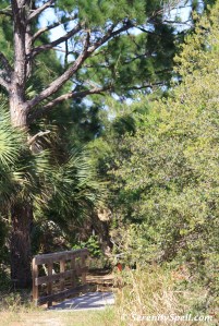 Hawk's Bluff Trail, Savannas Preserve State Park, FL