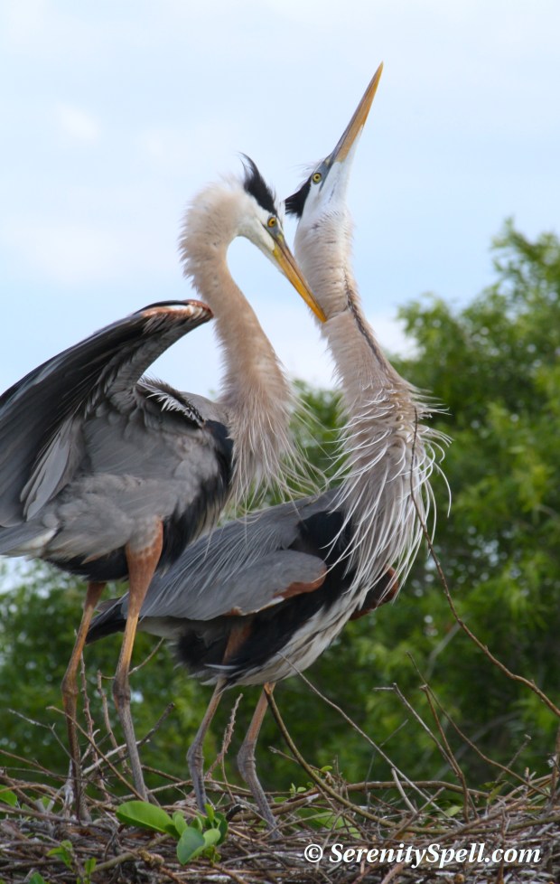 Great Blue Heron Pair, Wakodahatchee Wetlands, Florida
