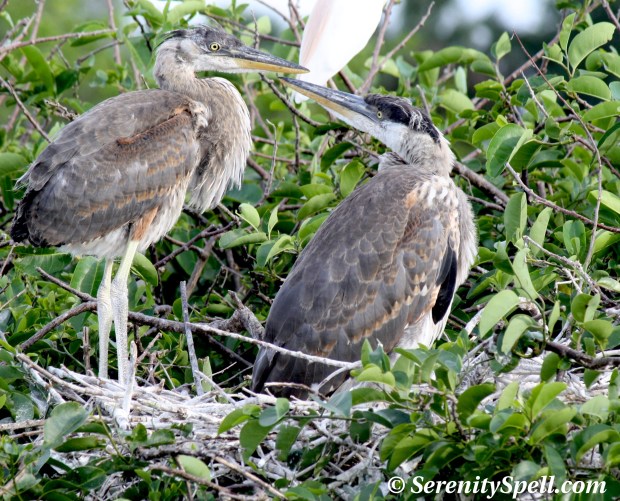 Great Blue Heron Chicks, Wakodahatchee Wetlands, Florida