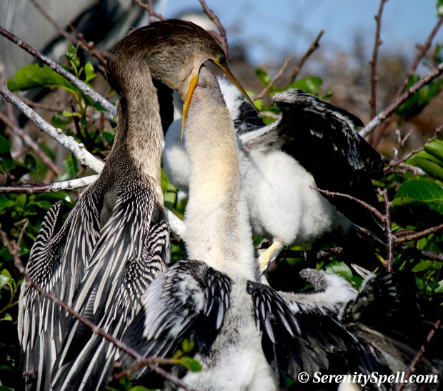 Anhinga Babies' Meal-time, Wakodahatchee Wetlands, Florida