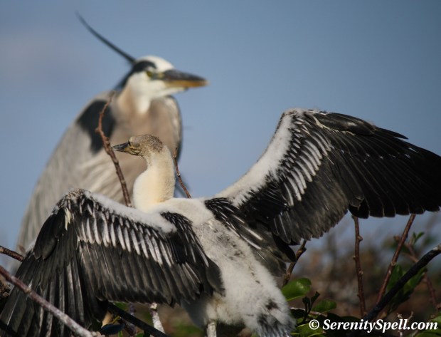 Big Like You: Anhinga and Great Blue Heron Babies, Wakodahatchee Wetlands, Florida