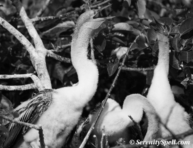 Anhinga Babies, Wakodahatchee Wetlands, Florida
