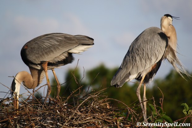 Great Blue Heron Pair in Nest, Wakodahatchee Wetlands, Florida