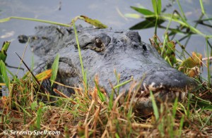 Alligator in the Sun, Arthur R. Marshall Loxahatchee National Wildlife Refuge