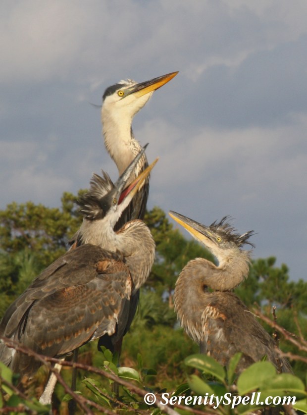 Great Blue Heron Feeding in Nest, Wakodahatchee Wetlands, Florida
