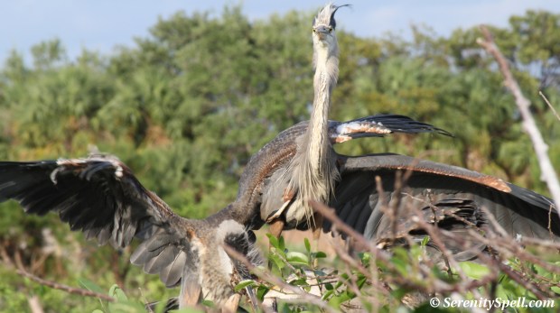 Great Blue Heron Feeding in Nest, Wakodahatchee Wetlands, Florida