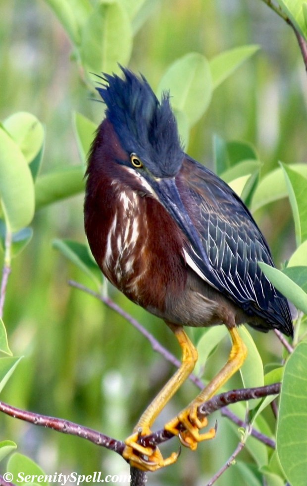 Green Heron, Wakodahatchee Wetlands, Florida