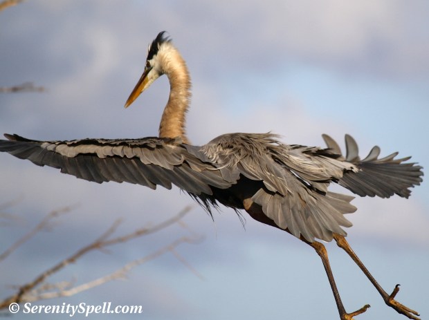 Great Blue Heron Flies to Nest, Wakodahatchee Wetlands, Florida