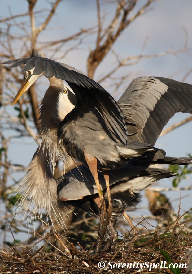 Great Blue Heron Pair in Nest, Wakodahatchee Wetlands, Florida