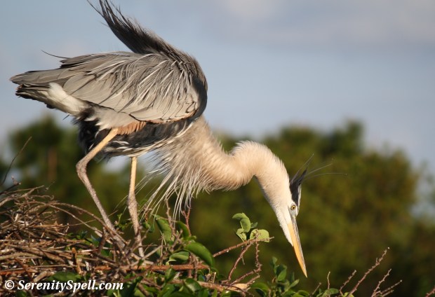 Great Blue Heron in Nest, Wakodahatchee Wetlands, Florida