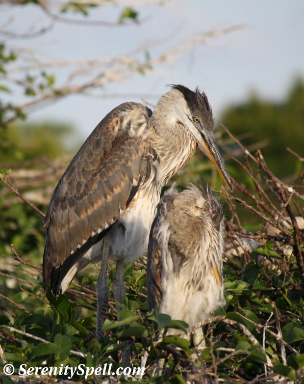 Great Blue Heron Chicks in Nest, Wakodahatchee Wetlands, Florida